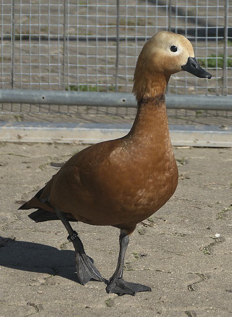 阿萊